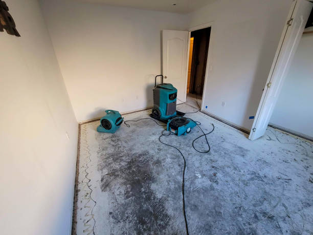 Best Mold removal after water damage  in Signal Hill, CA
