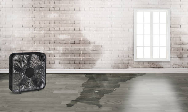 Best Professional water damage repair  in Signal Hill, CA